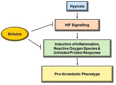 Therapeutic Role of Sirtuins Targeting Unfolded Protein Response, Coagulation, and Inflammation in Hypoxia-Induced Thrombosis